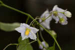 Jasmine nightshade